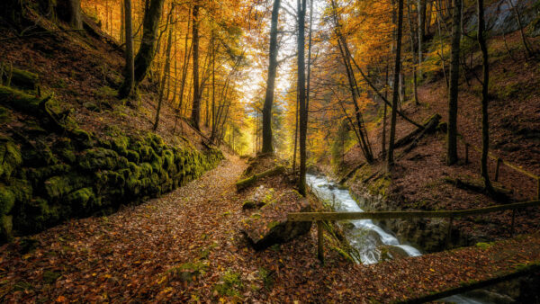 Wallpaper Around, Trees, Desktop, Forest, Nature, Mobile, Fall, During, Stream
