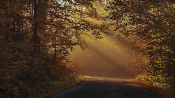 Wallpaper Forest, Between, Sunbeam, Fog, Fall, With, Road, Desktop, Nature, Mobile