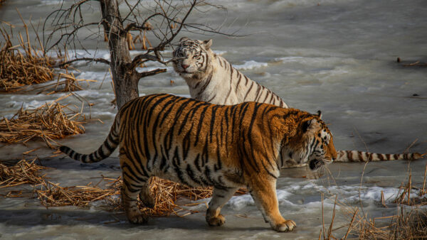 Wallpaper Body, Road, Animals, Tiger, Walking, Near, Desktop, Water