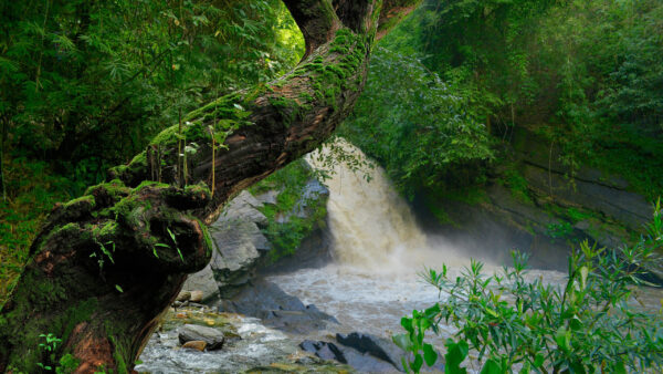 Wallpaper Nature, Green, The, Trees, River, Pouring, Between, Desktop, Waterfall, Forest