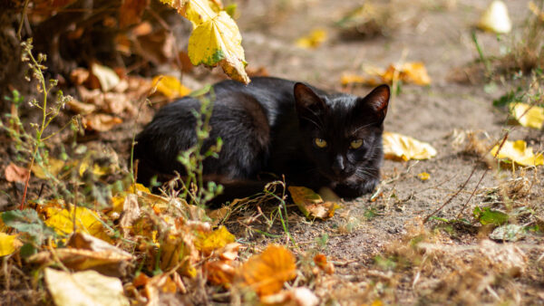 Wallpaper Desktop, Green, Black, Animals, With, Cat, Eyes, Mobile
