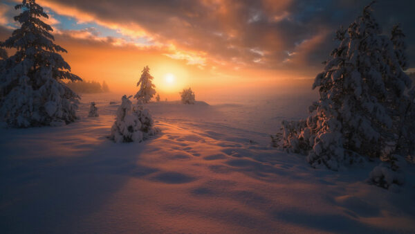 Wallpaper Landscape, Trees, Nature, Snow, Winter, Sunset, During, With, Covered, And