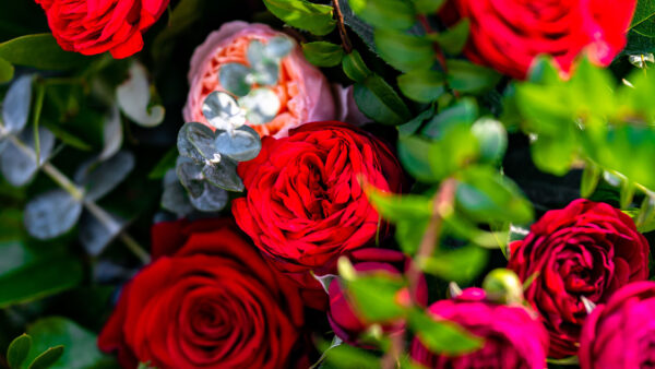 Wallpaper Flowers, Leaves, Rose, Green, Desktop, Roses, Pink, Dark, Mobile, Red