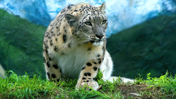 Wallpaper View, Leopard, Mountain, Blur, Closeup, Background, White, Hills