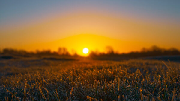 Wallpaper During, Sunrise, Grass, Frost, Nature