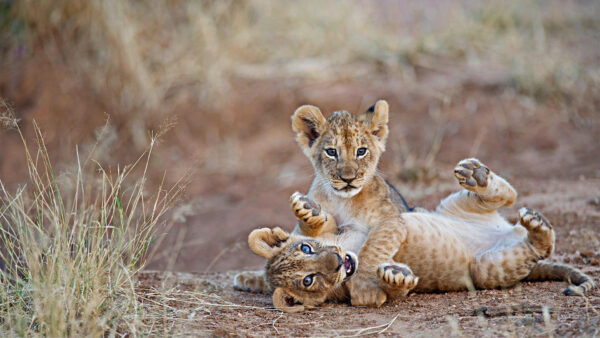 Wallpaper With, Background, Lion, Lions, Cub, Desktop, Blur