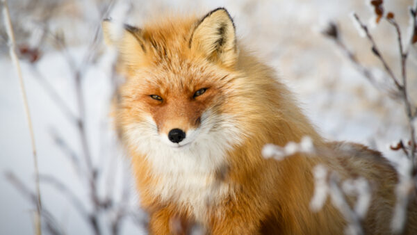Wallpaper Brown, Fox, Field, Background, Snow, White