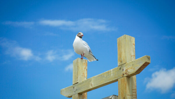 Wallpaper Clouds, Desktop, Bird, Background, Sky, With, Wood, Birds, Seagull, Standing, Blue