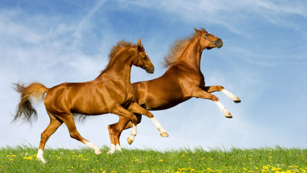 Wallpaper Horse, Brown, Horses, Legs, With, White, Desktop