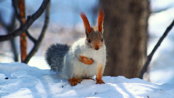 Wallpaper Squirrel, Animals, Desktop, Red, Snow, White