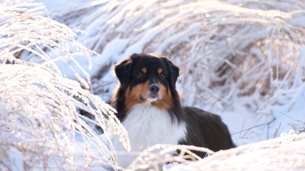 Wallpaper Sitting, Dog, Background, Brown, Snow, Black, Grass, White, Covered, Dry