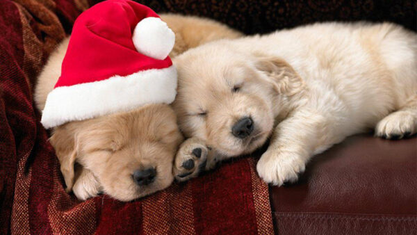 Wallpaper Cap, Are, White, Santa, Sleeping, Wearing, Animals, Brown, Couch, Desktop, Cute, Puppies, Two, And