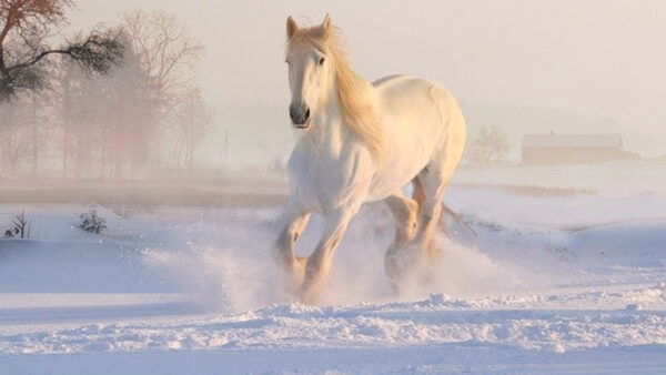 Wallpaper Running, White, Snow, Horse, Field