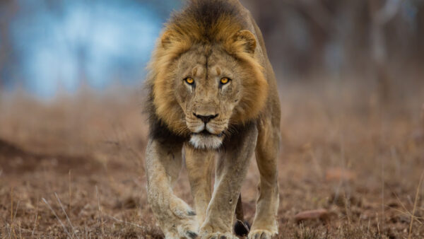 Wallpaper Lion, Walking, Blur, Dry, Grassland, Background