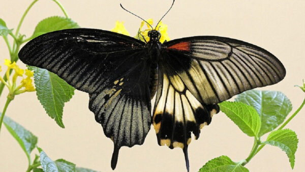 Wallpaper Desktop, Black, Standing, Birds, Flower, Butterfly, And, Yellow