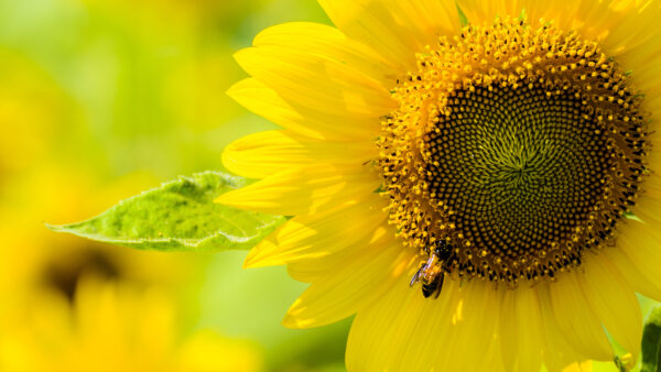 Wallpaper Yellow, Bee, View, And, Closeup, Beautiful, Sunflower, Desktop