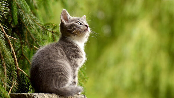 Wallpaper Looking, Kitten, Bokeh, Background, Blur, Black, Sitting, Green, Cat, White