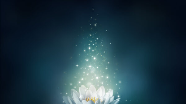 Wallpaper Illustration, Flower, Bloom, Sparkle, Soft, Lotus, White, Lights