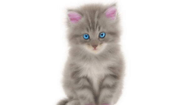 Wallpaper Desktop, Animals, Background, With, Kitten, White, And, Blue, Pink, Ear, Eyes
