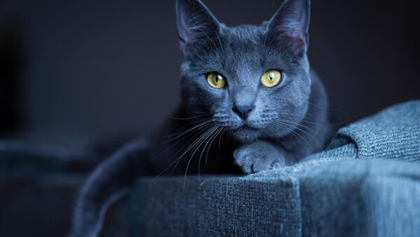 Wallpaper With, Grey, Look, Yellow, Cat, Eyes, Dark, Stare