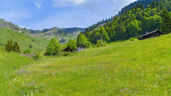 Wallpaper Grass, Mobile, Houses, Nature, Trees, Field, Valley, Desktop, Slope, Green