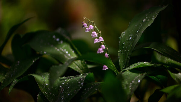 Wallpaper Water, Green, Drops, Lily, Desktop, Valley, Nature