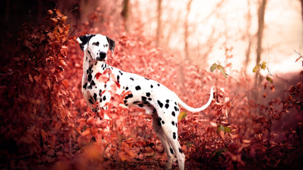 Wallpaper Red, Dog, Standing, Leaves, Trees, Autumn, Dalmatian, Background