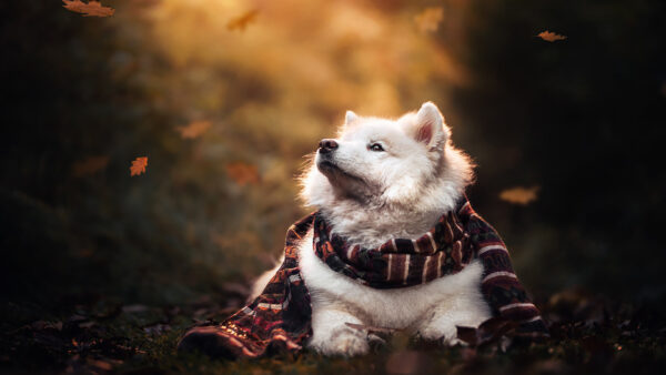 Wallpaper Desktop, Dog, Samoyed, With, White, Looking, Muffler