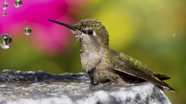Wallpaper Birds, Blur, Background, Green, Standing, Water, Bird