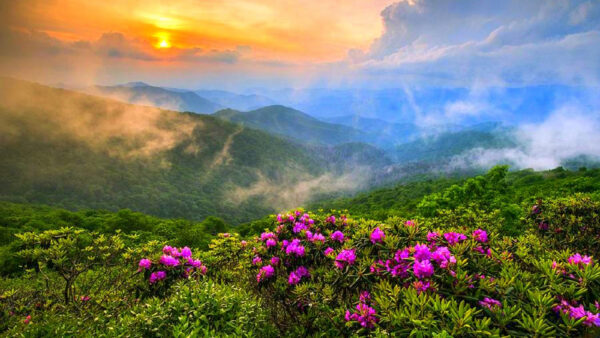 Wallpaper Purple, Mountain, Foggy, Sunrise, Flowers, Background, Greenery, During