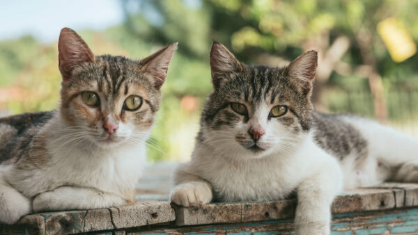 Wallpaper Cats, Eyes, Trees, Background, Cat, Green, With, Shallow, Desktop