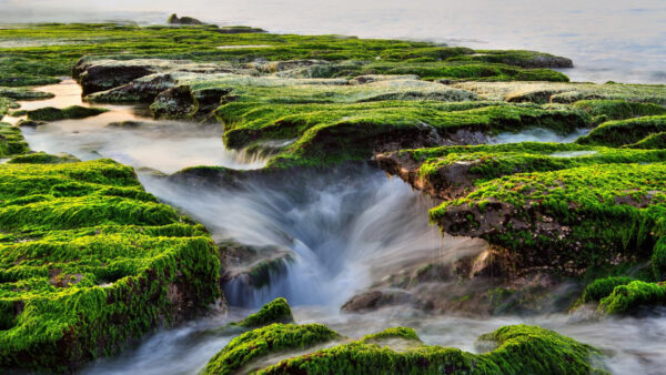 Wallpaper Rocks, Green, Stream, Between, Algae, Water, Grass, Nature, Scenery, Covered