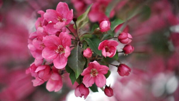 Wallpaper Petals, Color, Pink, Flowers, Plant