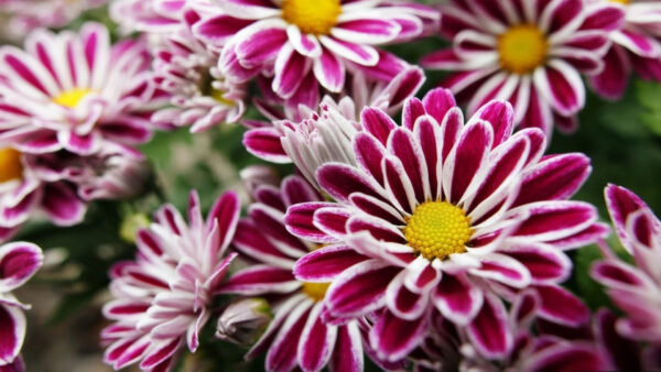 Wallpaper White, Flowers, Pink, Yellow