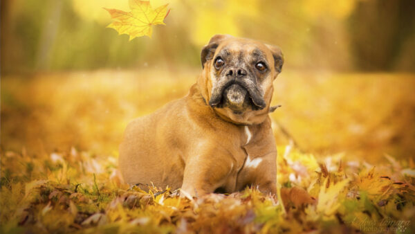 Wallpaper Green, Background, Blur, Leaves, Dog, Dry, Yellow, Boxer, Brown