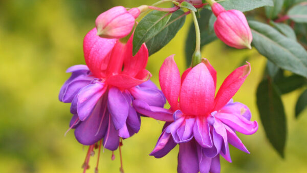 Wallpaper Leaves, Fuchsia, Background, Blur, Purple, Flowers, Green, With, Pink