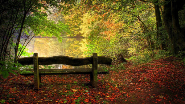 Wallpaper Surrounded, Nature, River, Leaves, Fall, View, Bench, Dry, Leafed, Wood, Reflection, Lanscape, Sand, Autumn, Trees, Water, With, And