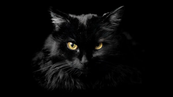 Wallpaper Yellow, Background, Eyes, Cat, View, Closeup, Dark, Black, With