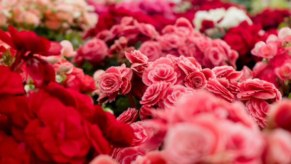 Wallpaper Desktop, White, Mobile, Petals, Flowers, Blur, Pink, Red, Rose, Background, Begonia