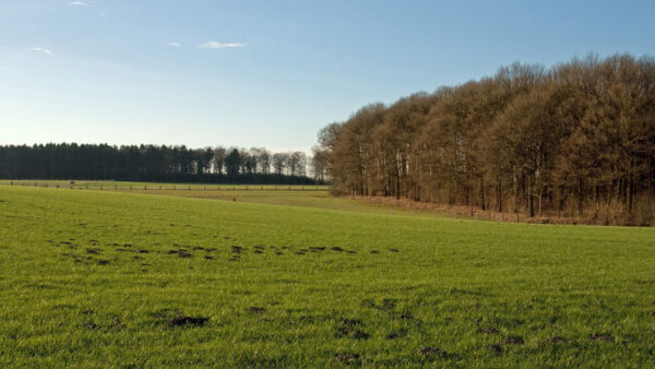 Wallpaper Grass, With, Nature, Trees, Green, Field, Autumn, Fence