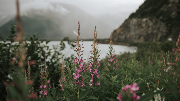 Wallpaper Near, Water, Flowers, Daytime, Body, During, Pink