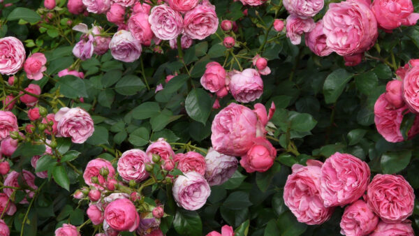 Wallpaper Pink, Plants, Green, Buds, Bush, Leaves, Flowers, Rose