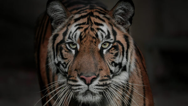 Wallpaper Standing, Tiger, Dark, With, Background, Look, Stare