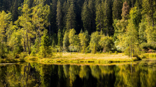 Wallpaper Reflection, Desktop, Daytime, Mobile, During, Nature, Grass, Trees, Bushes, Lake, Forest