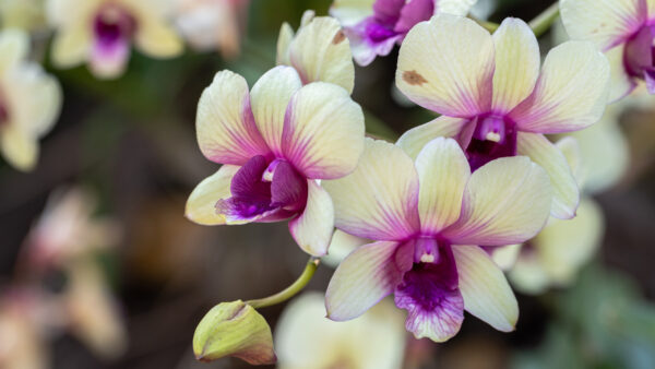 Wallpaper Yellow, Orchids, Background, Tropical, Purple, Flowers