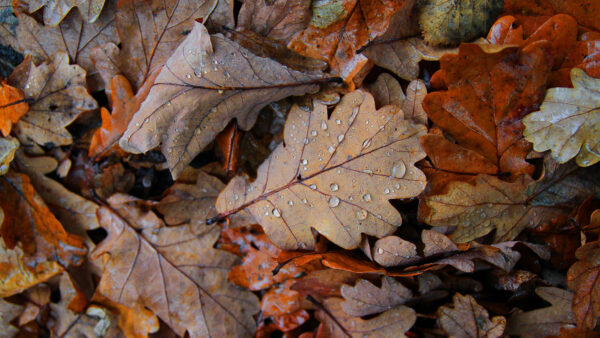 Wallpaper View, Leaves, Dry, Photography, Desktop, Mobile, Drops, Fallen, Closeup