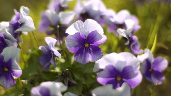 Wallpaper Pansy, Background, Purple, Blur, Flowers, White, Petals