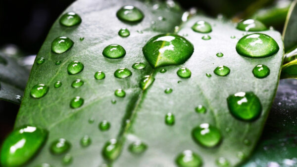 Wallpaper Water, View, Drops, Green, Nature, Closeup, With, Leaf