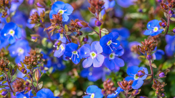 Wallpaper Buds, Petals, Flowers, Plants, Blue