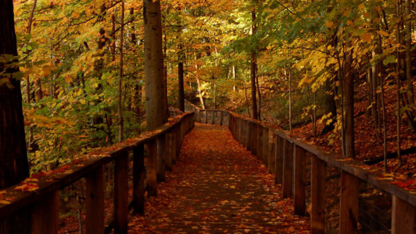 Wallpaper Bridge, Forest, Wood, Fall, Trees, Green, Background, Leaves